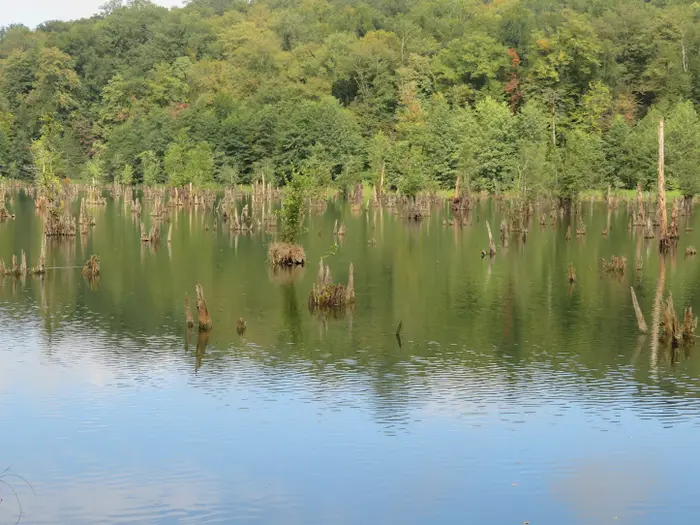 تنه درختان بیرون آمده از آب دریاچه ارواح و درختان هیرکانی سرسبز اطراف دریاچه 54154524
