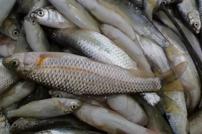 ماهی های صید شده بی جان در چالوس 1564679874
