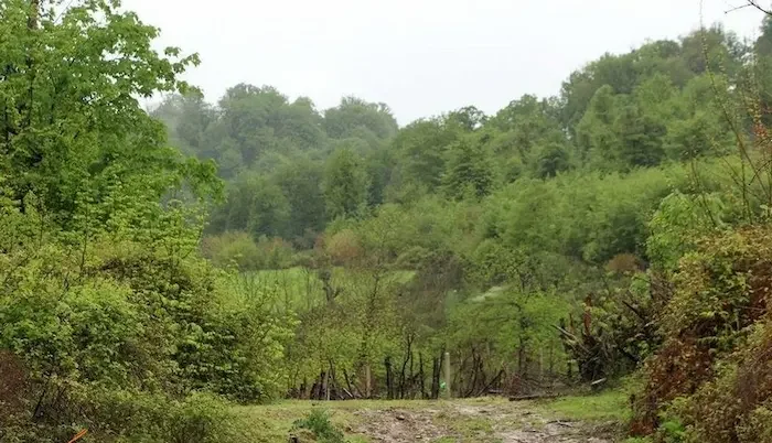 جنگل های سرسبز انبوه در روستای کوتنا 415416