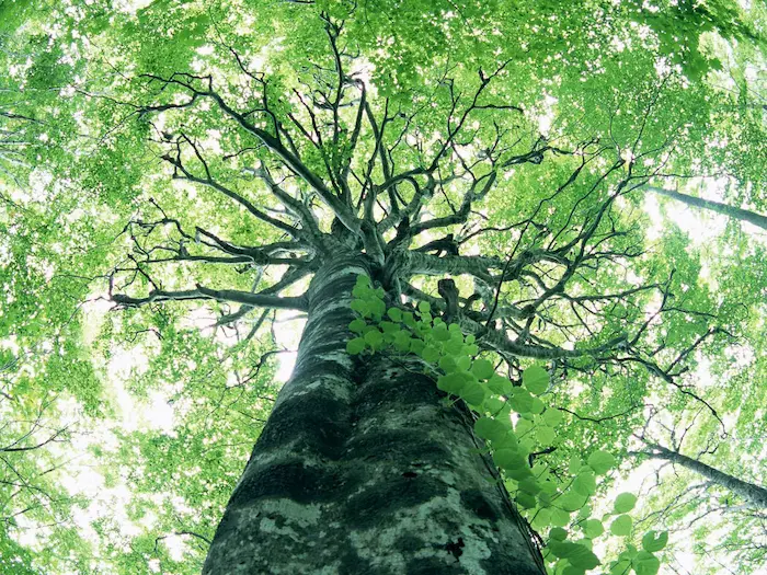 درخت سرسبز در دل پارک جنگلی تلار، یکی از جاهغای دیدنی قائمشهر 458756745