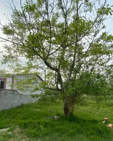 ویلای مسکونی در اطراف زمین در چالوس